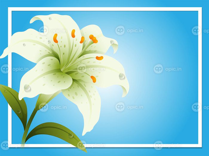 دانلود قالب حاشیه با تصویر زنبق سفید