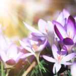 سبد خرید و پرداخت