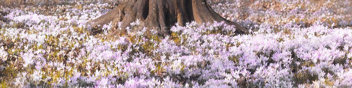 دانلود عکس شکوفه گل های کروکوس بنفش در فوکوس ملایم روی یک آفتابی