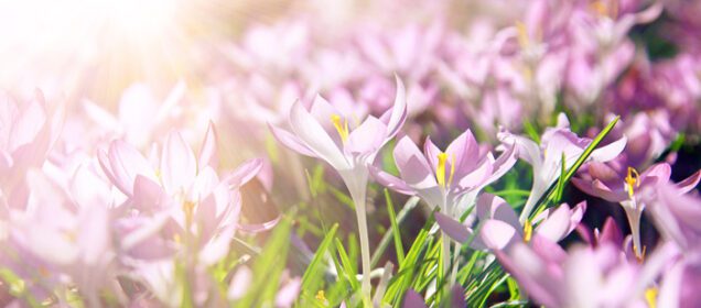 دانلود عکس شکوفه گل های کروکوس بنفش در فوکوس ملایم روی یک آفتابی