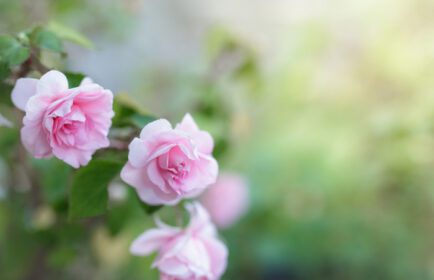 دانلود عکس شکوفه گل رز صورتی در باغ