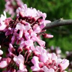 سبد خرید و پرداخت