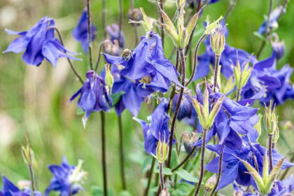دانلود عکس گل های آبی آکوئیلژیا در فصل بهار