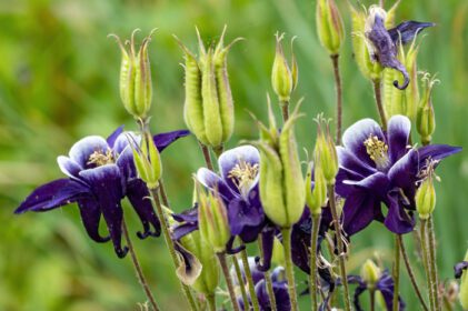 دانلود عکس گل های آبی آکوئیلژیا در فصل بهار