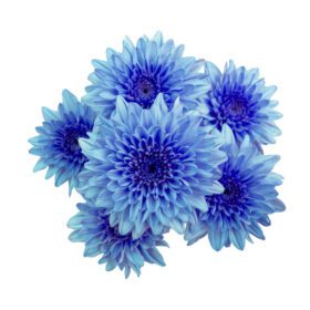 دانلود عکس گل آبی گل داوودی باغ گل سفید جدا شده