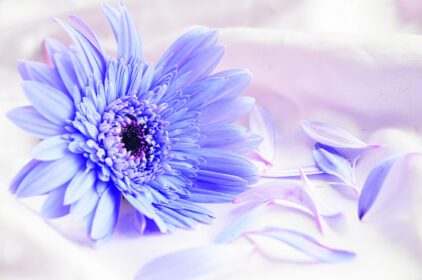 دانلود عکس گل آبی روی پارچه سفید
