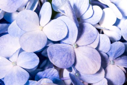 دانلود عکس گل های شکننده آبی و گل کوچک سفید در گل