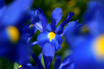 دانلود عکس گل زنبق جادویی آبی