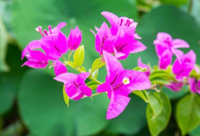 دانلود عکس گل بوگنویل در باغ