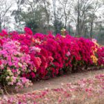 سبد خرید و پرداخت