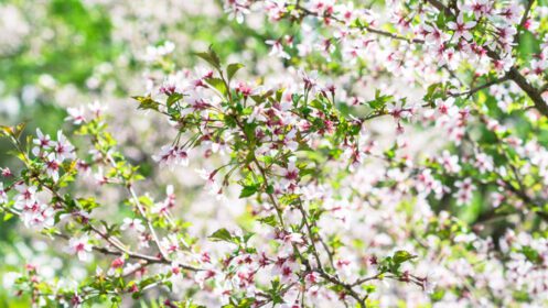 دانلود عکس شاخه با شکوفه ساکورا بوته های گل فراوان با