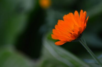 دانلود عکس گل نارنجی روشن در بهار