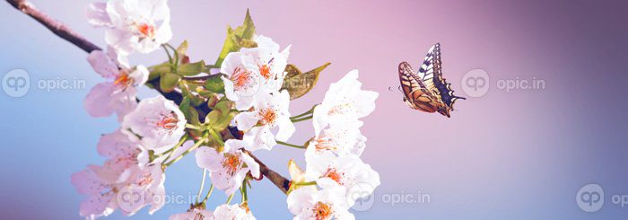 دانلود عکس پروانه و منظره طبیعت زیبا از گل های بهاری
