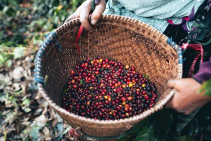 دانلود عکس روز برداشت قهوه در مزرعه قهوه و عربیکا