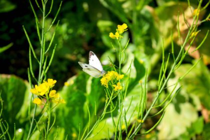 دانلود عکس پروانه پروانه سفید روی گل زرد در تابستان بهار