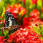 سبد خرید و پرداخت