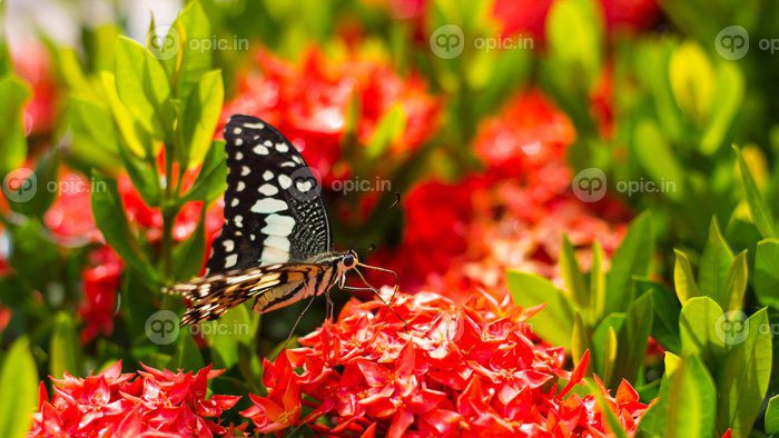 دانلود عکس پروانه با سنبله گل قرمز