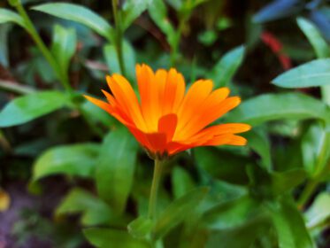دانلود عکس گل همیشه بهار در باغ در میان پرتقال چمن سبز