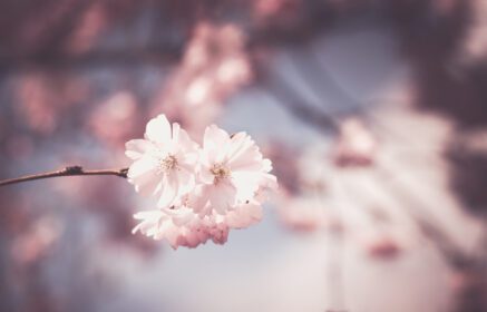 دانلود عکس شکوفه گیلاس در شکوفه کامل گل های گیلاس در کوچک
