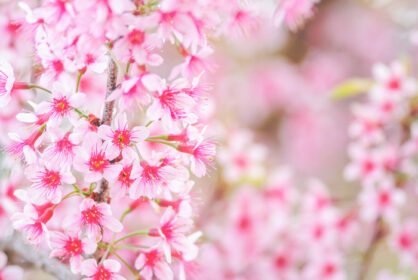 دانلود عکس شکوفه گیلاس در بهار با فوکوس نرم بدون فوکوس تار