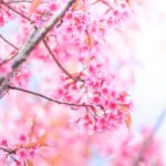 دانلود طرح کاغذ دیواری مدرن رنگارنگ انتزاعی غنی از درخت نقاشی پس زمینه دیوار