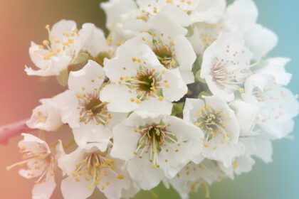 دانلود عکس شکوفه های گیلاس در باغ در یک روز آفتابی گل های سفید