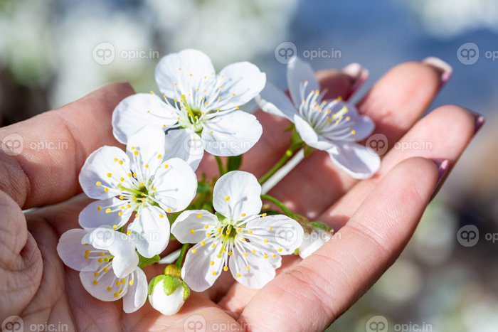 دانلود عکس گل درخت گیلاس در دست دختر