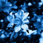 سبد خرید و پرداخت