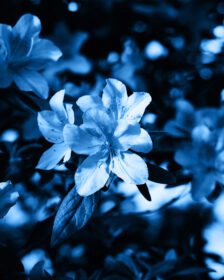 دانلود عکس رنگ آبی کلاسیک تصویر گلهای خوش خلقی از جوانه های بزرگ آزالیا