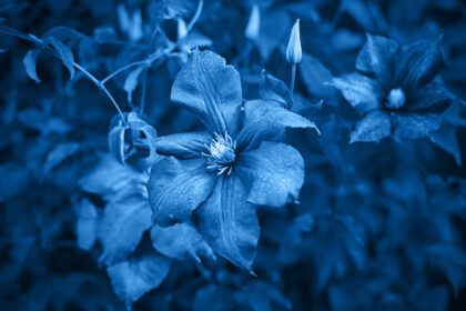 دانلود عکس کلاسیک رنگ آبی تصویر گلهای دمدمی مزاج از کلماتیس بزرگ