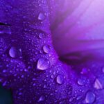 سبد خرید و پرداخت