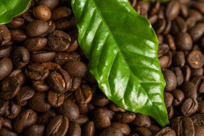 دانلود عکس دانه قهوه متوسط بو داده با برگ در صبح تازه