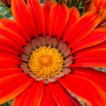 دانلود الگوی بروشور بروشور تجارت. پوستر A4 قابل ویرایش برای طراحی ، آموزش ، ارائه ، وب سایت ، جلد مجله. رنگ نارنجی