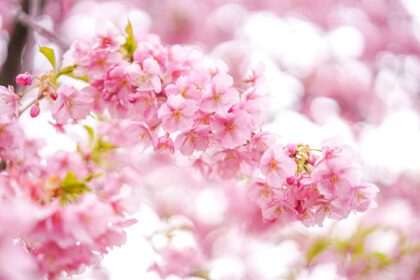 دانلود عکس از نزدیک شکوفه های گیلاس