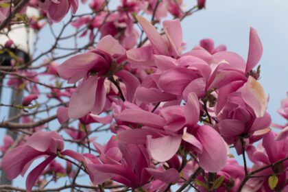 دانلود عکس نزدیک درخت ماگنولیا با گل های صورتی در برابر آسمان