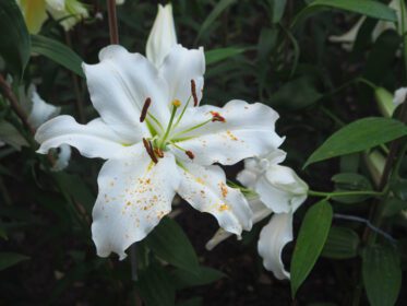 دانلود عکس از نزدیک گل زنبق سفید در حال شکوفایی در باغ
