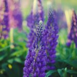 سبد خرید و پرداخت