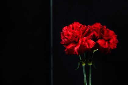 دانلود عکس نزدیک گل میخک قرمز شیشه انعکاسی با کیفیت بالا