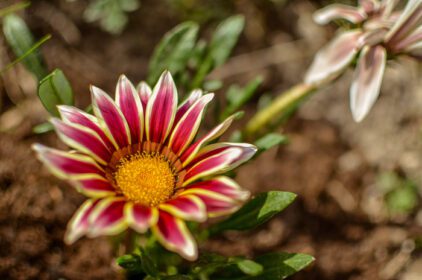 دانلود عکس نمای نزدیک از یک گل گازانیا سفید و یاسی در