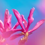 سبد خرید و پرداخت