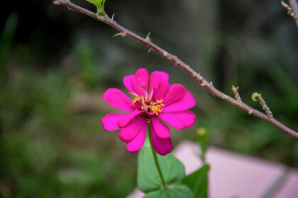 دانلود عکس نمای نزدیک از گل در باغ تابستانی