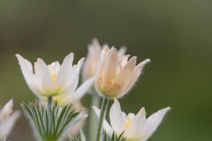دانلود عکس نمای نزدیک از رشد گلهای سفید پاسک در اوایل بهار