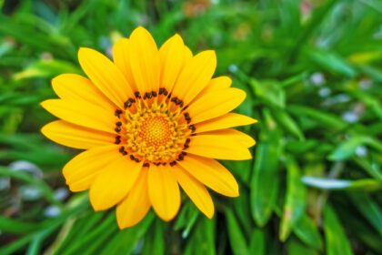 دانلود عکس از نزدیک گل گازانیا زرد در طبیعت