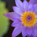 سبد خرید و پرداخت