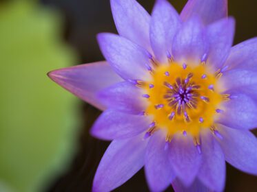 دانلود عکس کلوزآپ زیبایی رنگارنگ گل نیلوفر در حال شکوفایی