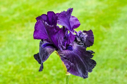 دانلود عکس نزدیک گل های آبی عنبیه