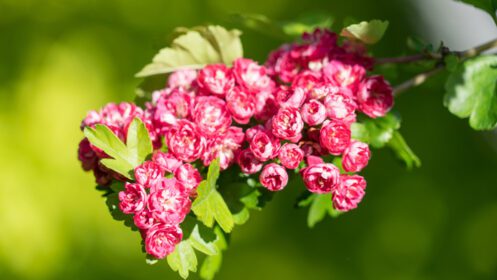دانلود عکس نزدیک گل های صورتی شکوفه در سوچی روسیه
