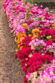 دانلود عکس گل های رنگارنگ بوگنویل