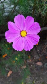 دانلود عکس cosmos bipinnatus که معمولاً گل کیهان باغ نامیده می شود