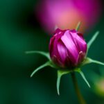 دانلود الگوی بدون درز ماندالای قومی با تزئینات زینتی ، ماهی های ابله ، باد و کشتی ها